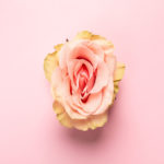 Erotic metaphor. Rose bud with petals resembling vulva